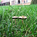 Entoloma Mushroom