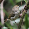 Large-billed Scrubwren