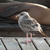 Western Gull (Immature)