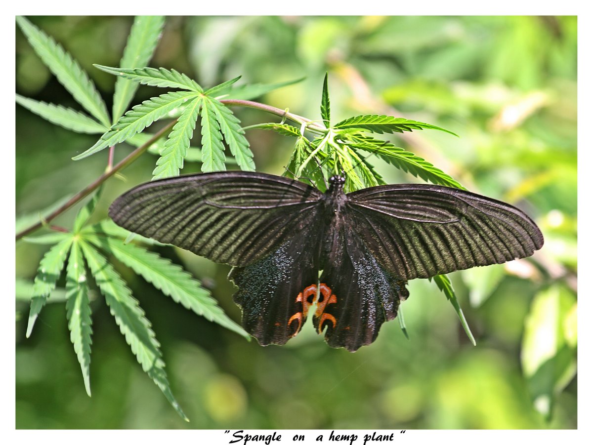 Spangle butterfly