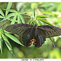 Spangle butterfly