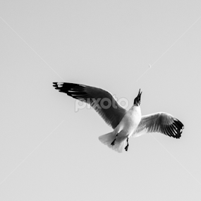 Food to catch by Md Shahriar Kabir - Animals Birds