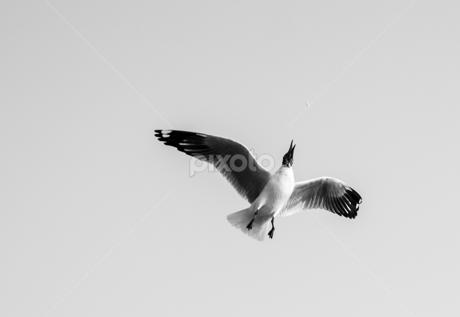 Food to catch by Md Shahriar Kabir - Animals Birds