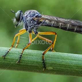 hunterfly by Boris Romac - Animals Insects & Spiders