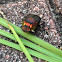Rainbow Scarab Beetle