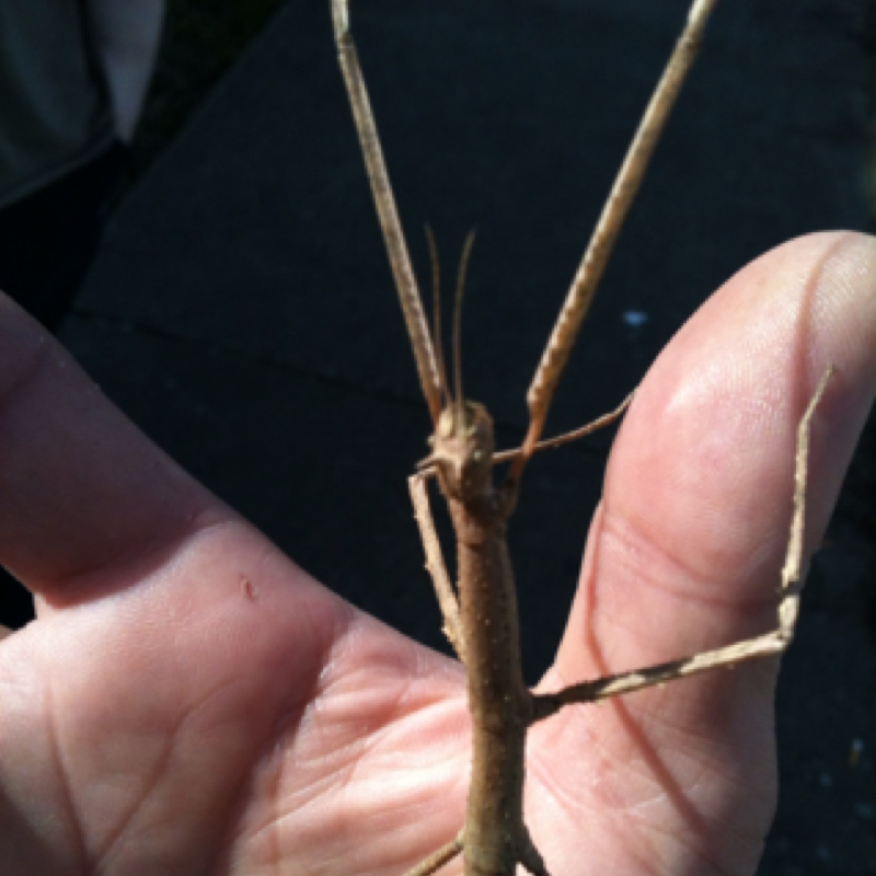 South Asian Stick Bug