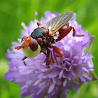 Thick-headed Fly