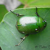 [G] Anomala Scarab Beetle