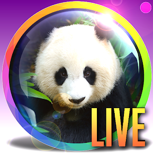 Panda Webcam Live Zoo Pandas Apprecs