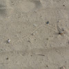 Hermit crab trail on beach