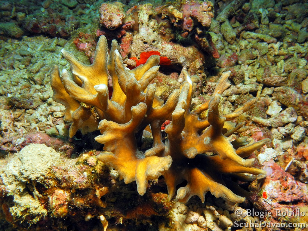 Pectinia Coral
