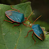 Amazonian Stink Bug