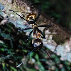 Golden carpenter ant
