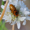 Daffodil leaf beetle; Galeruca de los narcisos