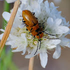 Daffodil leaf beetle; Galeruca de los narcisos