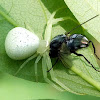 Crab Spider