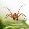 Lynx Spider