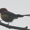 Crimson backed Sunbird