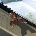 Azalea Sphinx moth