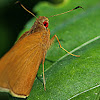 Common Redeye butterfly