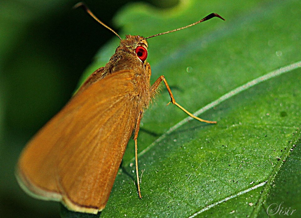 Common Redeye butterfly