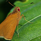 Common Redeye butterfly