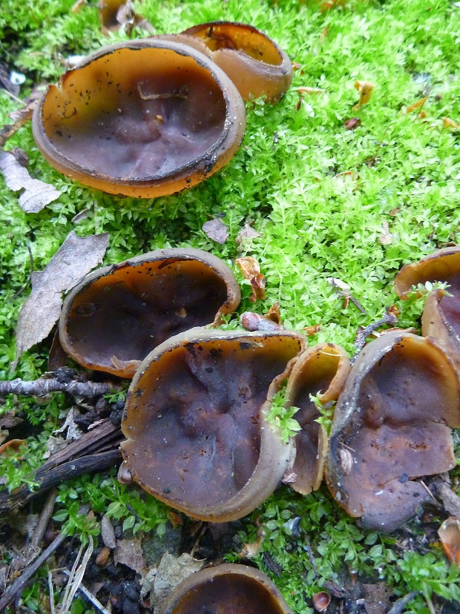 Brown cup mushrooms
