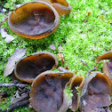 Brown cup mushrooms