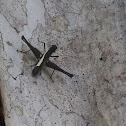 Black and White Monkey Grasshopper