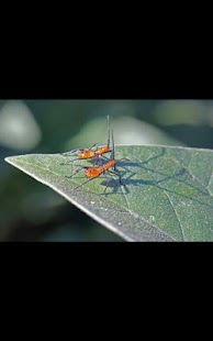 Free Photos Insects Live Wallpaper APK