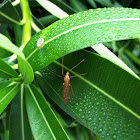 Crane Fly