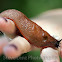 European red slug