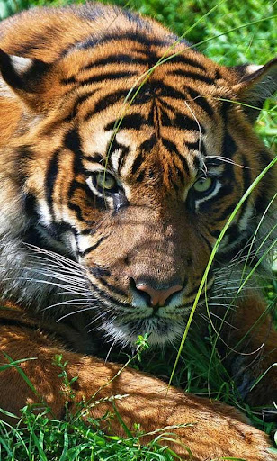 Tiger African live wallpaper
