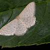 Two-spotted Wave Moth