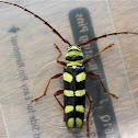 Six-Banded Longhorn Beetle