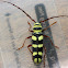 Six-Banded Longhorn Beetle