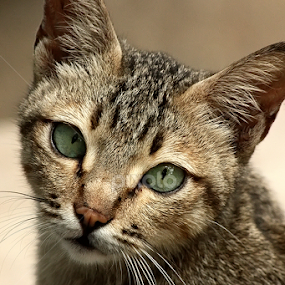 this cat by Ateddi S - Animals - Cats Portraits
