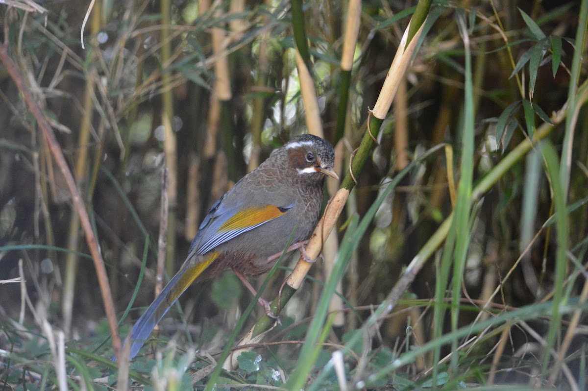 金翼白眉 / White-whiskered Laughingthrush / Formosan Laughing Thrush