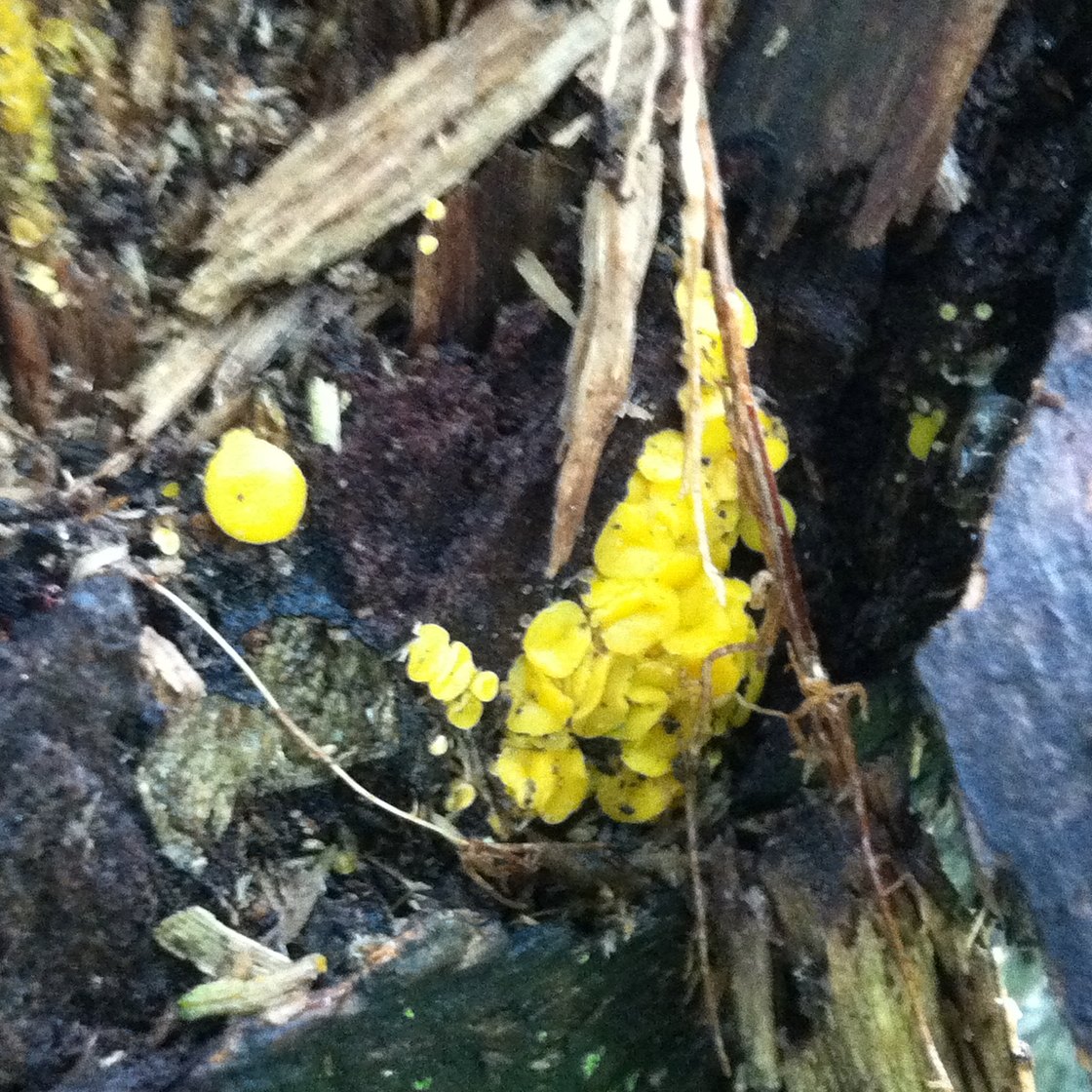 Yellow fungus 