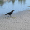 Common Crow