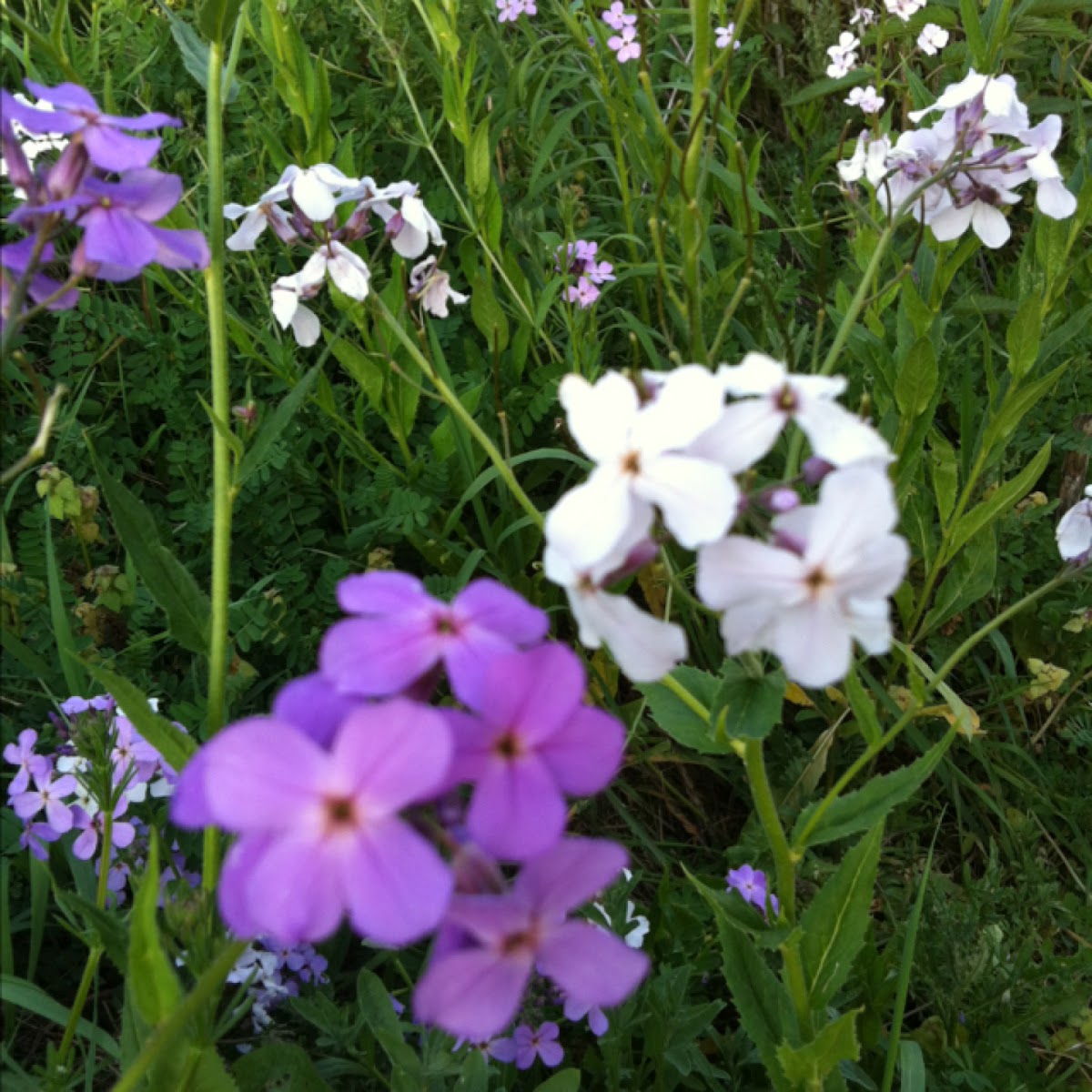 Woodland or Wild phlox