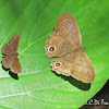 Satyirid and Hesperid Butterflies