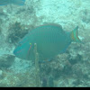 Stoplight Parrotfish     terminal phase