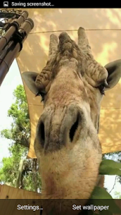 Giraffe HD. Live Wallpaper(圖7)-速報App