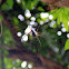 Batik Golden orb web spider