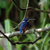 Azure Kingfisher 