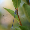 Sweetflag Spreadwing (Male)