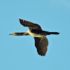 Great cormoran
