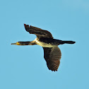 Great cormoran