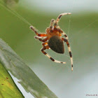 Spotted orb weaver spider